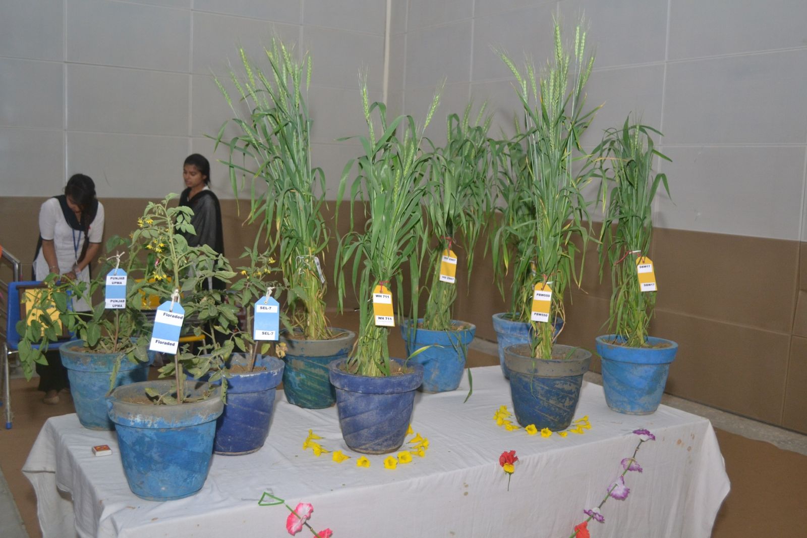 Plant Breeding and Genetics Lab